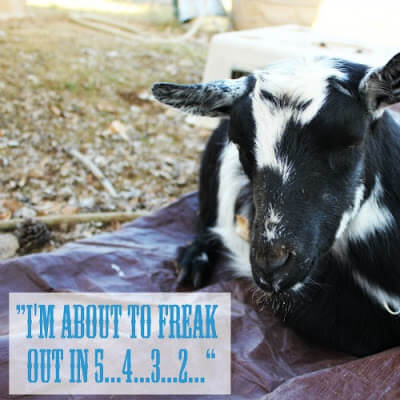 The Most Hilarious Goat Birth Ever Weed Em Reap