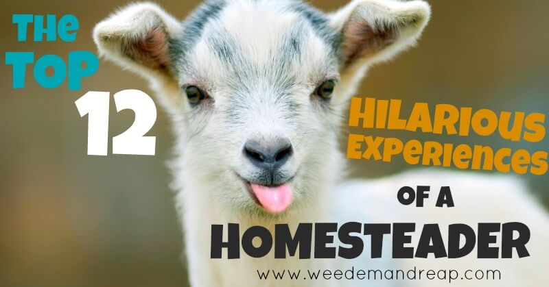 The TOP 12 Hilarious Experiences of a Homesteader - Weed 'em & Reap