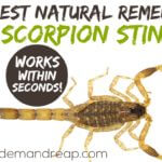 scorpion-sting-natural-remedy