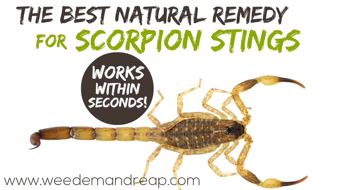 STUNG by a Scorpion! 