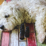 Bichon Frise dog laying next to three brown essential oil bottles on a wooden floor painted in various colors