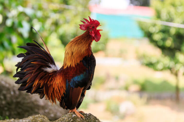 How to Stop a Rooster from Crowing