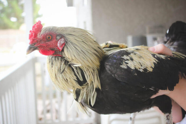 How To Stop A Rooster From Crowing