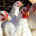 view from behind a fence of white roosters