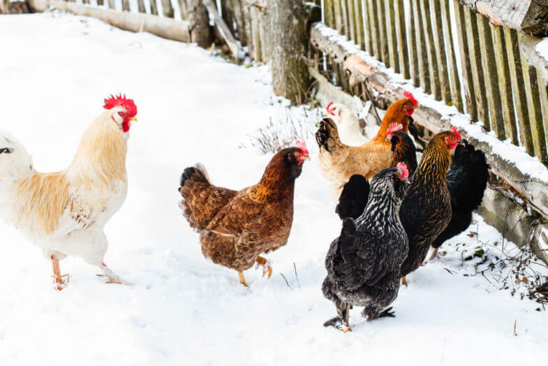 How To Keep Chickens Laying Through The Winter