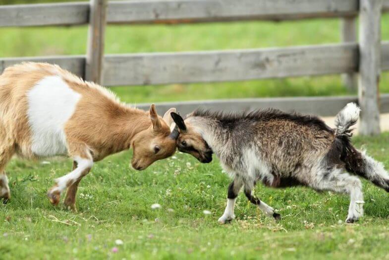 nigerian-vs-pygmy-goats-which-is-best