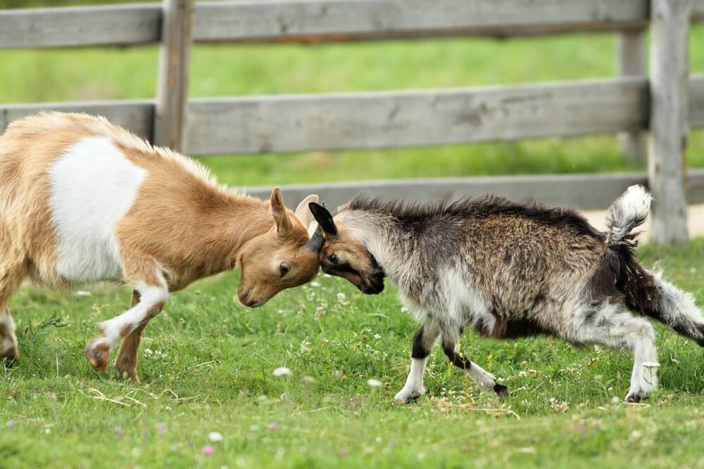 dwarf goats