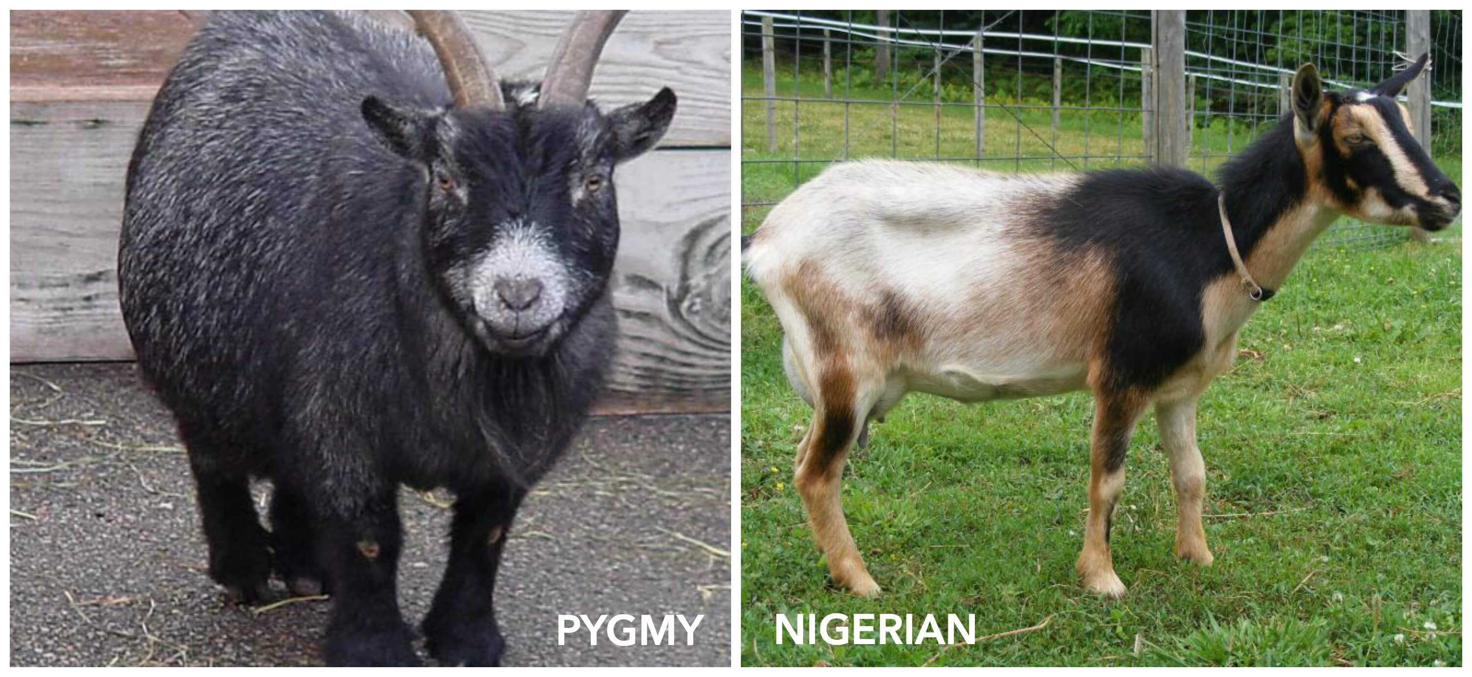 Nigerian vs. Pygmy Goats: Which is best?