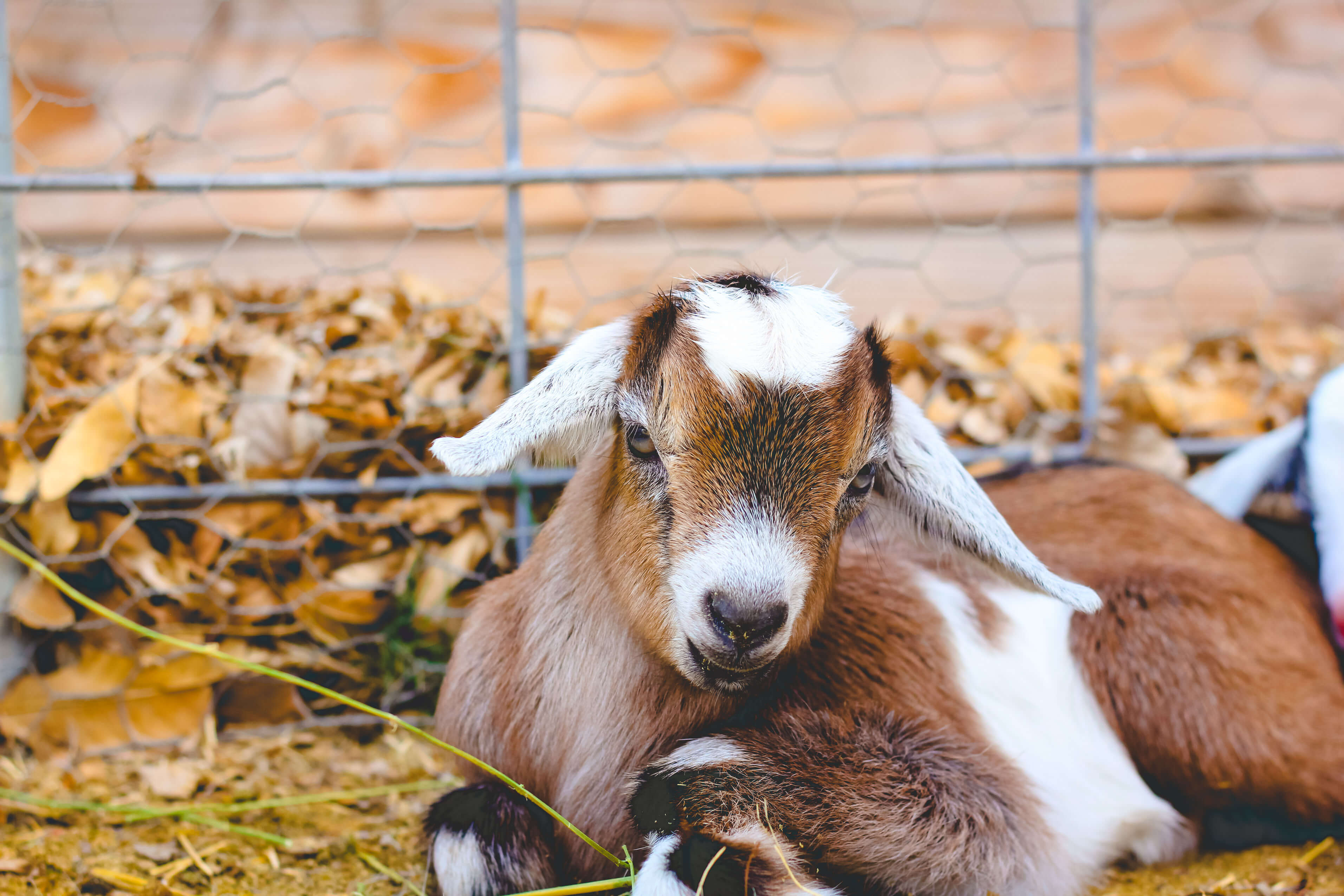 safeguard dewormer for goats dog dosage