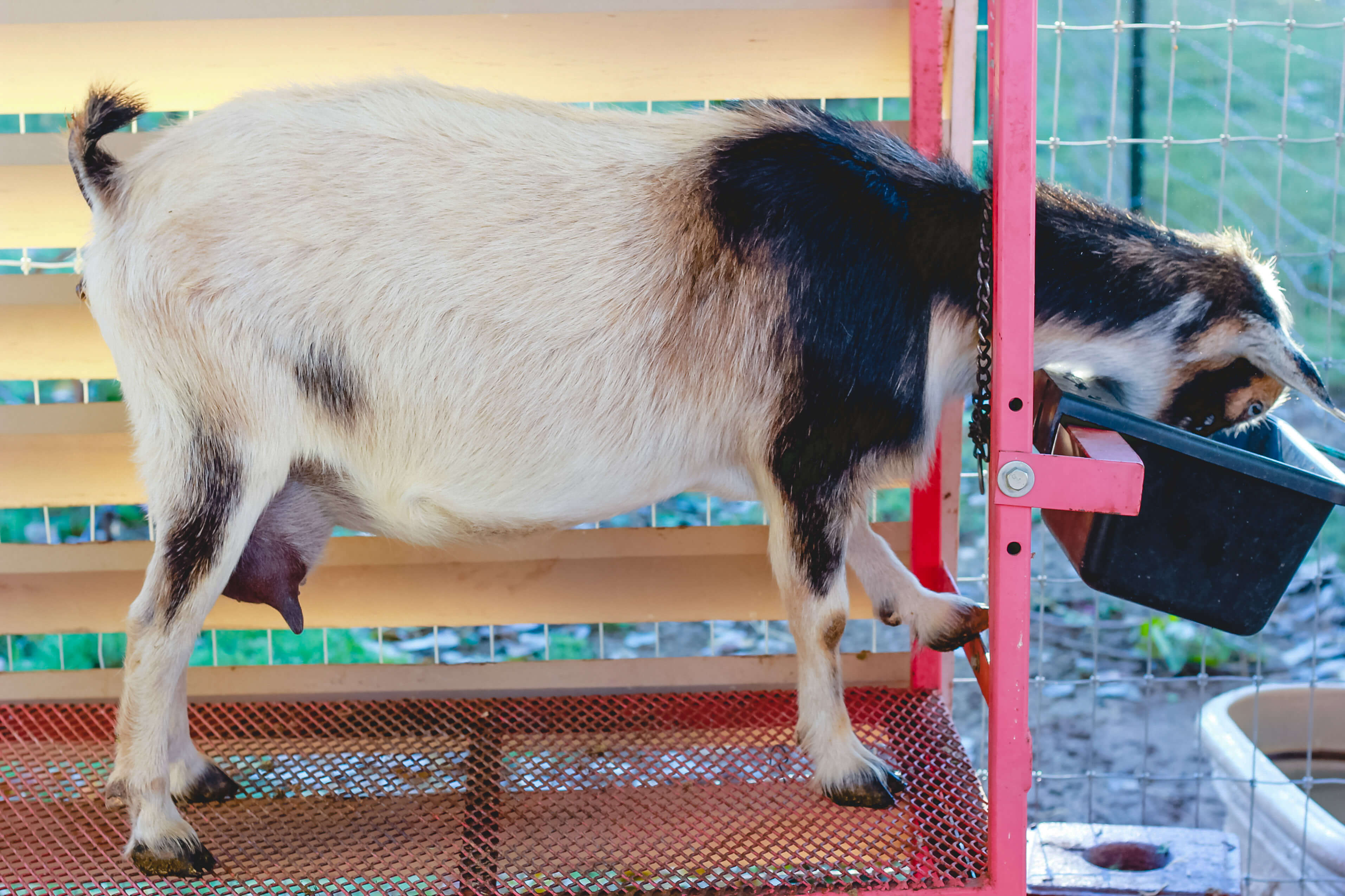 Goat Supplies you need for Raising, Milking, & Kidding - Weed 'em & Reap