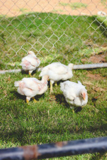 Raising Meat Chickens: How We Grew A Year's Supply - Weed 'em & Reap