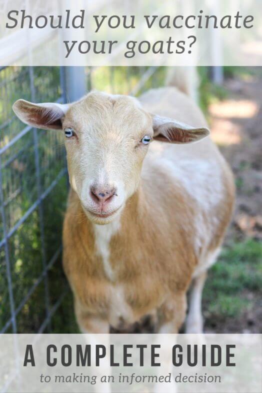 Goat Vaccinations - What you need to know - Weed 'em & Reap