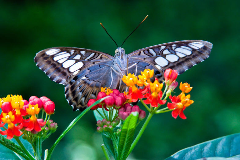 Grow Your Own Butterfly Garden | Weed 'em & Reap