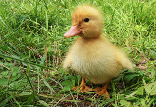 The Best Duck Breeds for Beginners - Weed 'em & Reap