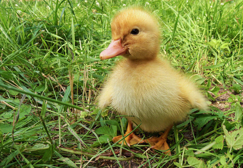 Baby Duck Grass 785x542 