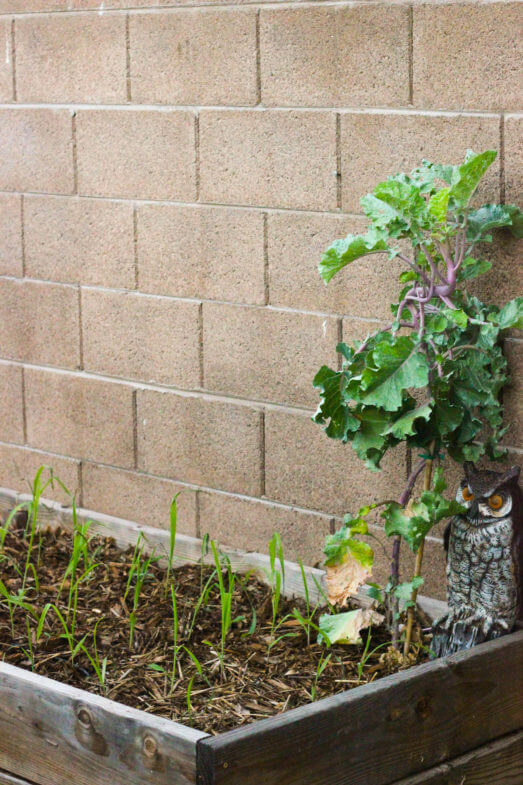 Urban Farming - A Day in the Life - Weed 'em & Reap