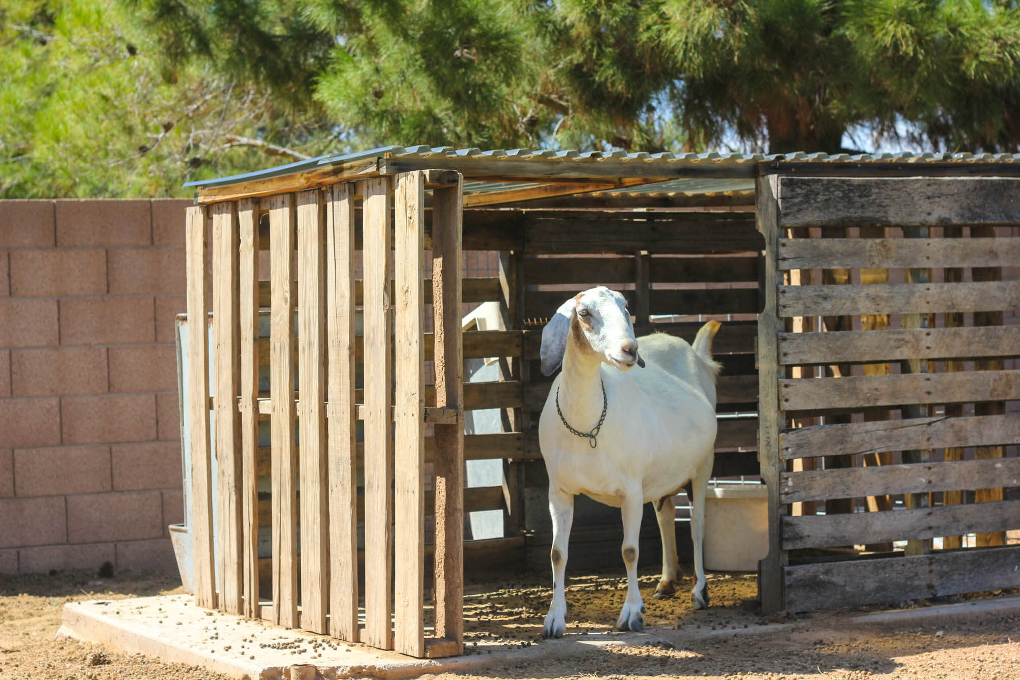 DIY Make A Free Goat House From PALLETS Weed em Reap