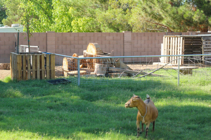 Building a Goat Pen Step by Step Videos Weed 'em & Reap