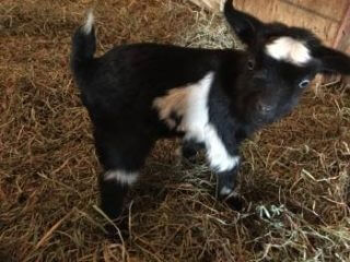 17 Pygmy Goats That Will Melt Your Heart - Weed 'em & Reap