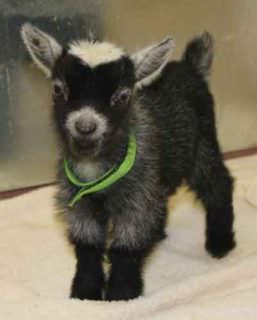 goats pygmy