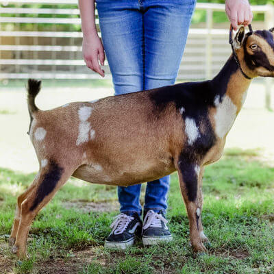 A Guide to Goat Body Conformation