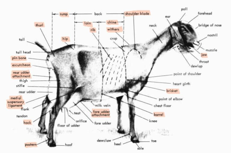 A Guide to Goat Body Conformation - Weed 'em & Reap