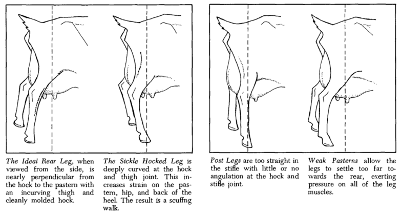 A Guide to Goat Body Conformation - Weed 'em & Reap