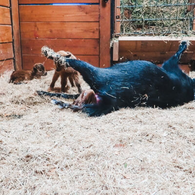 Everything You Need to Know Before Your Goat Gives Birth